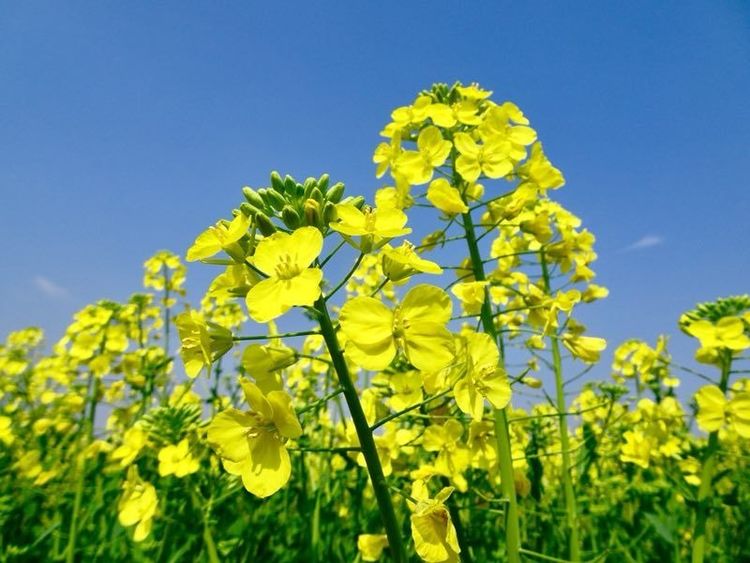 《春天来了,油菜开花了》