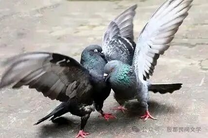图片